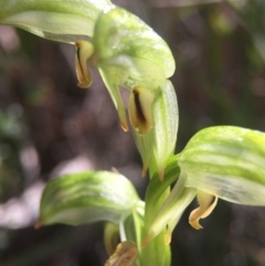 Bunochilus montanus (ACT) = Pterostylis jonesii (NSW) (Montane Leafy Greenhood) at Brindabella, NSW - 10 Oct 2015 by AaronClausen