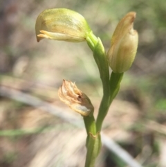 Bunochilus montanus (ACT) = Pterostylis jonesii (NSW) at Brindabella, NSW - suppressed