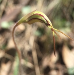 Caladenia parva (Brown-clubbed Spider Orchid) at Brindabella, NSW - 10 Oct 2015 by AaronClausen