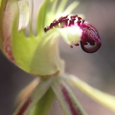 Caladenia parva (Brown-clubbed Spider Orchid) at Brindabella, NSW - 10 Oct 2015 by AaronClausen