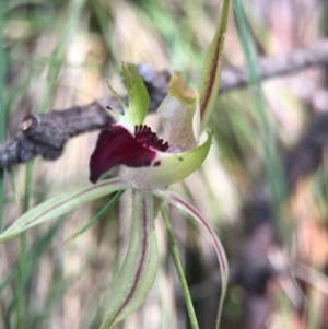 Caladenia parva at Brindabella, NSW - 10 Oct 2015