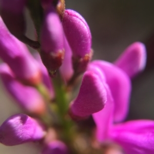 Indigofera australis subsp. australis at Brindabella, NSW - 10 Oct 2015 08:34 PM