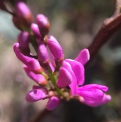 Indigofera australis subsp. australis at Brindabella, NSW - 10 Oct 2015 08:34 PM