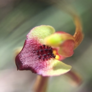 Caladenia clavigera at Brindabella, NSW - suppressed