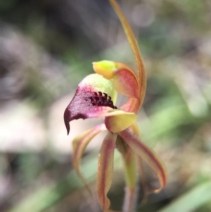 Caladenia clavigera at Brindabella, NSW - suppressed