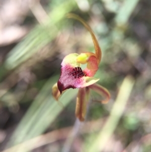 Caladenia clavigera at Brindabella, NSW - suppressed