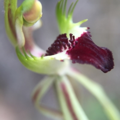 Caladenia parva (Brown-clubbed Spider Orchid) at Brindabella, NSW - 10 Oct 2015 by AaronClausen