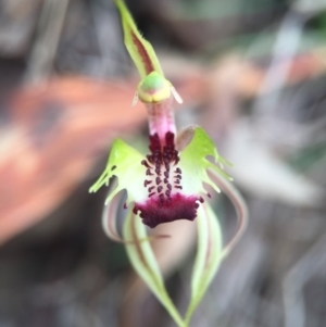 Caladenia parva at Brindabella, NSW - 10 Oct 2015