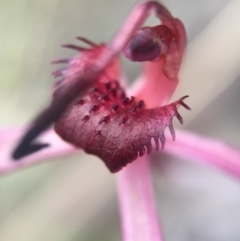 Caladenia orestes (Burrinjuck Spider Orchid) at Brindabella, NSW - 10 Oct 2015 by AaronClausen