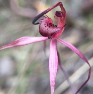 Caladenia orestes at suppressed - 10 Oct 2015