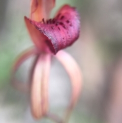 Caladenia orestes (Burrinjuck Spider Orchid) at Brindabella, NSW by AaronClausen