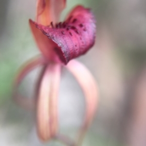 Caladenia orestes at suppressed - 10 Oct 2015