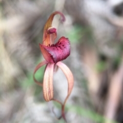 Caladenia orestes at suppressed - 10 Oct 2015