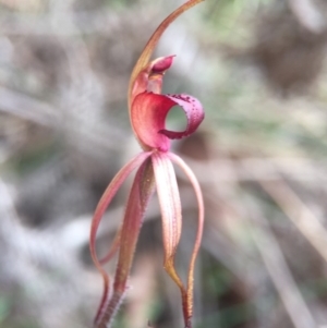 Caladenia orestes at suppressed - 10 Oct 2015