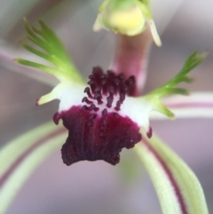 Caladenia parva (Brown-clubbed Spider Orchid) at Brindabella, NSW - 10 Oct 2015 by AaronClausen