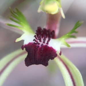 Caladenia parva at Brindabella, NSW - suppressed