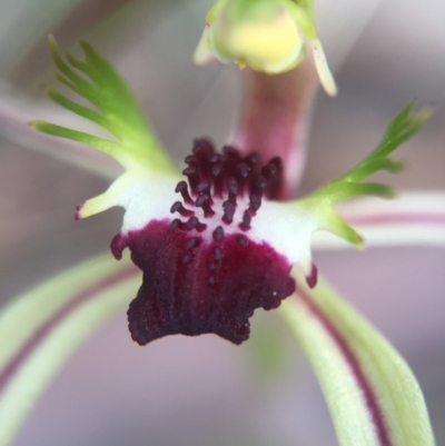 Caladenia parva (Brown-clubbed Spider Orchid) at Brindabella, NSW - 10 Oct 2015 by AaronClausen