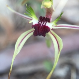 Caladenia parva at Brindabella, NSW - suppressed