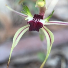 Caladenia parva at Brindabella, NSW - 10 Oct 2015