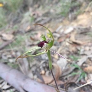 Caladenia parva at Brindabella, NSW - suppressed