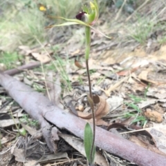 Caladenia parva at Brindabella, NSW - suppressed