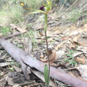 Caladenia parva at Brindabella, NSW - 10 Oct 2015