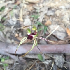 Caladenia parva at Brindabella, NSW - suppressed