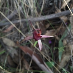 Caladenia orestes (Burrinjuck Spider Orchid) at Brindabella, NSW - 10 Oct 2015 by AaronClausen