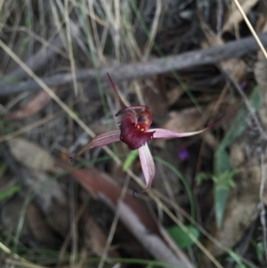 Caladenia orestes at suppressed - 10 Oct 2015