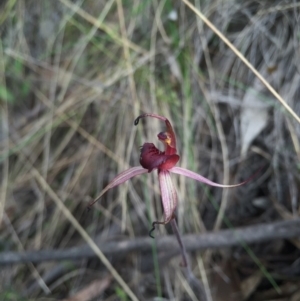 Caladenia orestes at suppressed - 10 Oct 2015