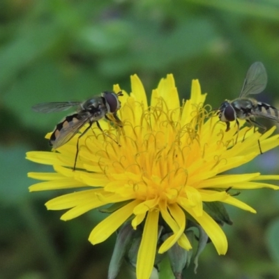 Taraxacum sp. (Dandelion) at Conder, ACT - 8 Oct 2015 by MichaelBedingfield