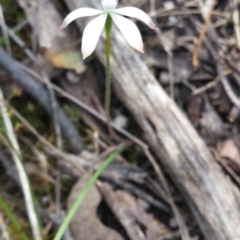 Caladenia ustulata (Brown Caps) at Point 5821 - 10 Oct 2015 by SusanneG