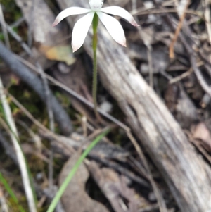 Caladenia ustulata at Point 5821 - 10 Oct 2015