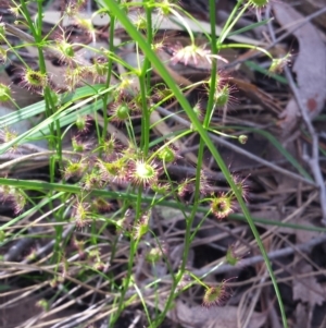 Drosera sp. at Canberra Central, ACT - 10 Oct 2015