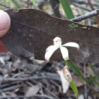 Caladenia ustulata (Brown Caps) at Acton, ACT - 10 Oct 2015 by SusanneG