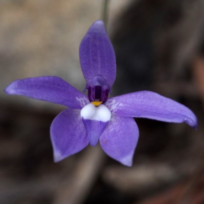 Glossodia major (Wax Lip Orchid) at Acton, ACT - 10 Oct 2015 by David