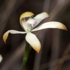 Caladenia ustulata (Brown Caps) at Black Mountain - 10 Oct 2015 by David