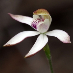 Caladenia moschata (Musky Caps) at Acton, ACT - 10 Oct 2015 by David