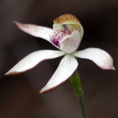 Caladenia moschata (Musky caps) at Point 5805 - 10 Oct 2015 by David