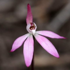 Caladenia fuscata (Dusky Fingers) at Black Mountain - 10 Oct 2015 by David