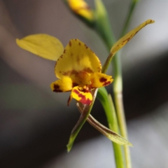Diuris nigromontana (Black Mountain Leopard Orchid) at Black Mountain - 10 Oct 2015 by David