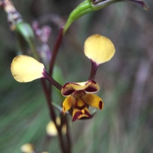 Diuris pardina at Cotter River, ACT - 11 Oct 2015