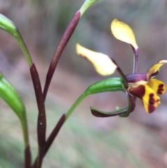 Diuris pardina at Cotter River, ACT - suppressed