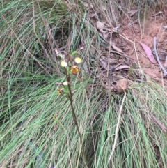 Diuris pardina at Cotter River, ACT - 11 Oct 2015