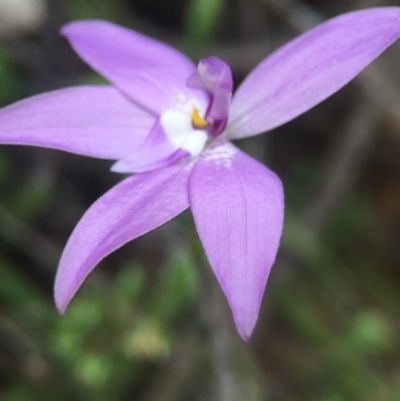 Glossodia major (Wax Lip Orchid) at Namadgi National Park - 11 Oct 2015 by JasonC