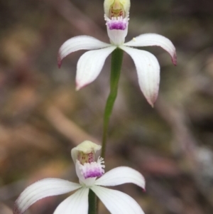 Caladenia ustulata at Cotter River, ACT - suppressed