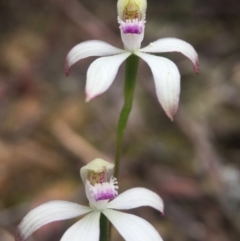 Caladenia ustulata (Brown Caps) at Cotter River, ACT - 11 Oct 2015 by JasonC