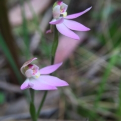 Caladenia carnea (Pink Fingers) at Cotter River, ACT - 11 Oct 2015 by JasonC