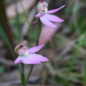 Caladenia carnea at Cotter River, ACT - 11 Oct 2015