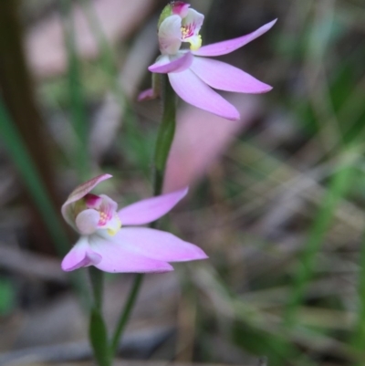 Caladenia carnea (Pink Fingers) at Cotter River, ACT - 11 Oct 2015 by JasonC